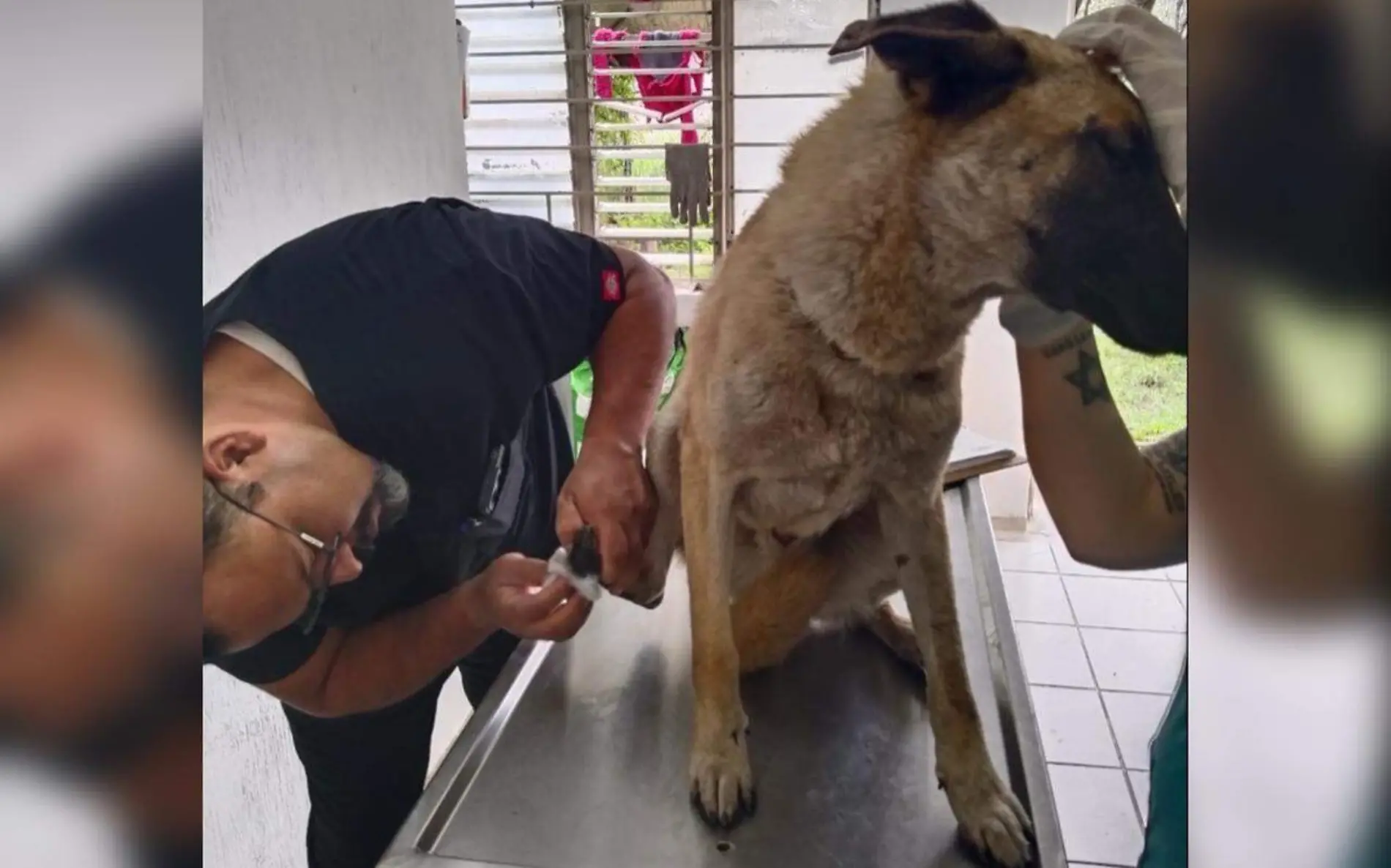 Veterinarios atienden a lomito agredido por una mujer en Tlaquepaque